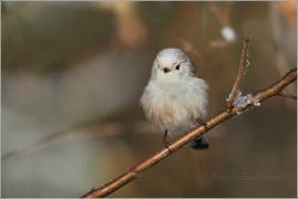 <p>MLYNAŘÍK DLOUHOOCASÝ (Aegithalos caudatus) Šluknovsko /Long-tailed-tit - |Schwanzmeise/</p>